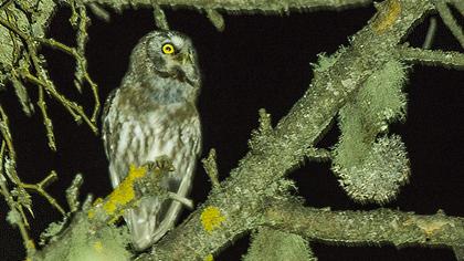 Paçalı baykuş