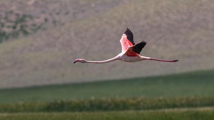 Flamingo