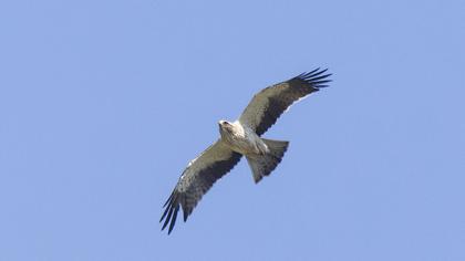 Küçük kartal