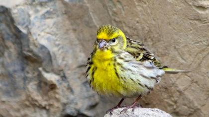 Küçük iskete