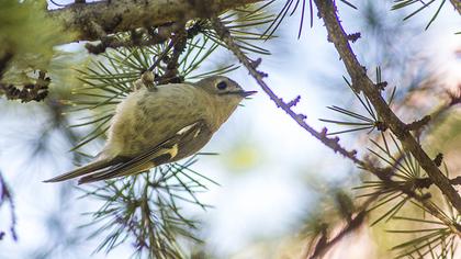 Çalıkuşu