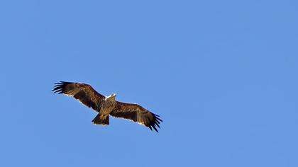 Şah kartal