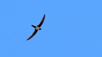 Akkarınlı ebabil