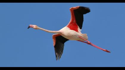 Flamingo