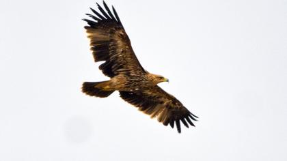 Şah kartal