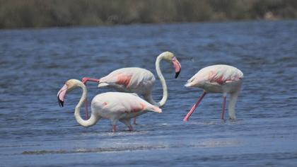 Flamingo