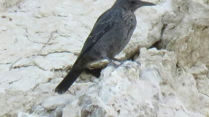 Gökardıç