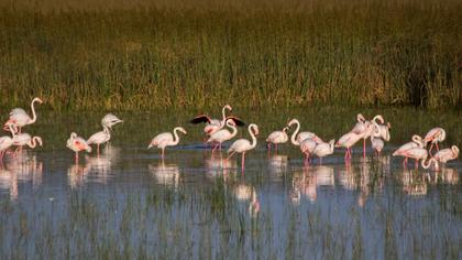 Flamingo
