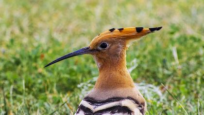 İbibik