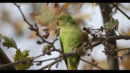 Yeşil papağan