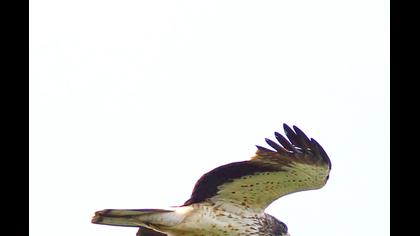 Küçük kartal