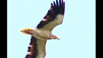 Küçük akbaba