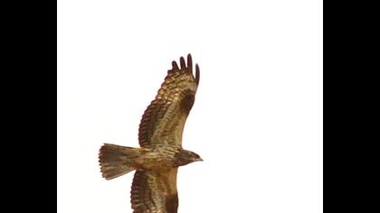 Arı şahini