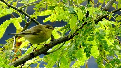 Yeşil çıvgın