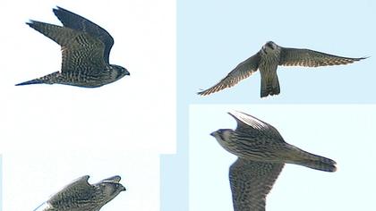 Gök doğan