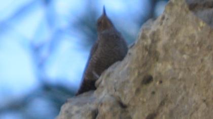 Gökardıç