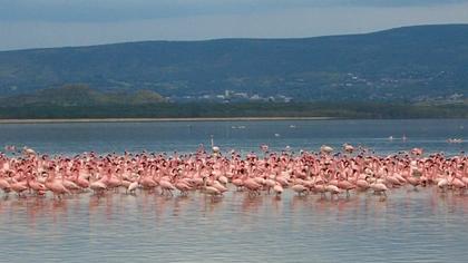 Küçük flamingo