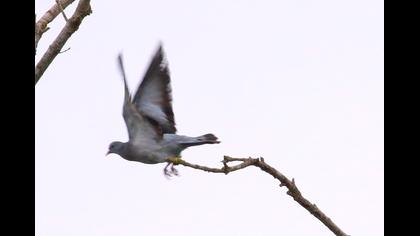 Gökçe güvercin