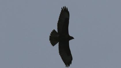 Şahin