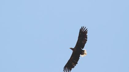 Akkuyruklu kartal