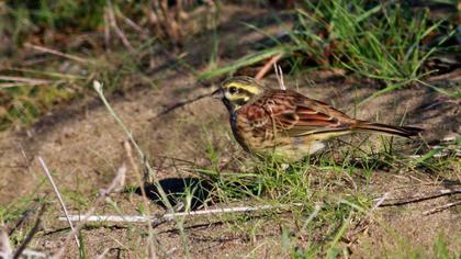 Bahçe kirazkuşu