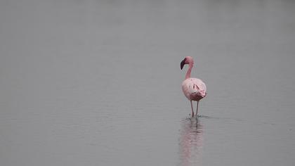 Küçük flamingo
