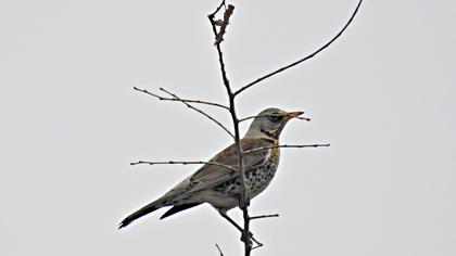 Tarla ardıcı