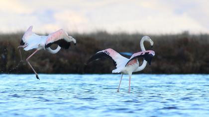 Flamingo