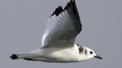 Karaayaklı martı