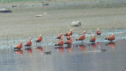 Angıt