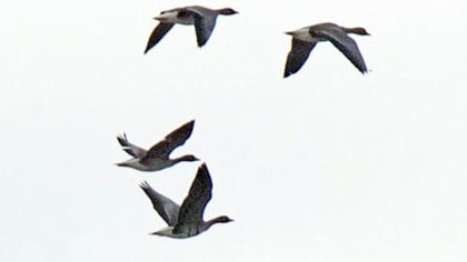 Sakarca