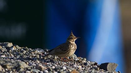 Tepeli toygar