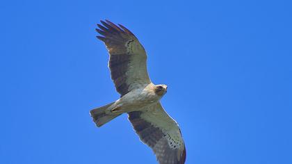 Küçük kartal