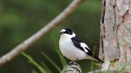 Halkalı sinekkapan