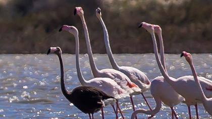 Flamingo