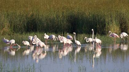 Flamingo