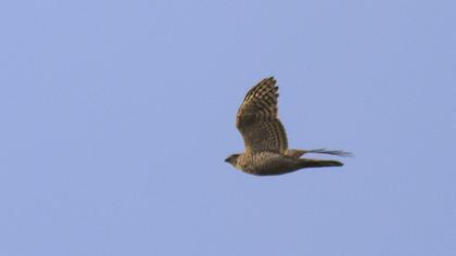 Atmaca