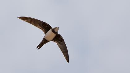 Akkarınlı ebabil
