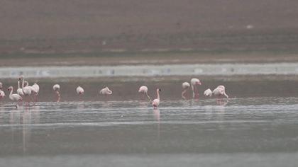 Küçük flamingo