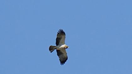 Küçük kartal