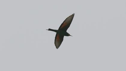 Arıkuşu