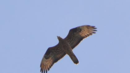 Arı şahini