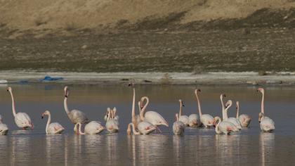 Flamingo