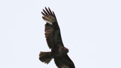 Şahin