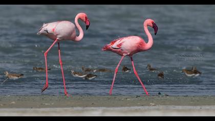 Küçük flamingo