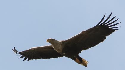 Akkuyruklu kartal