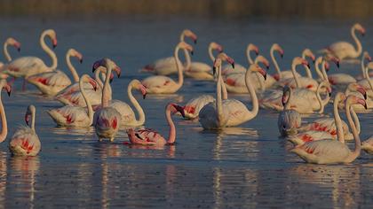 Küçük flamingo