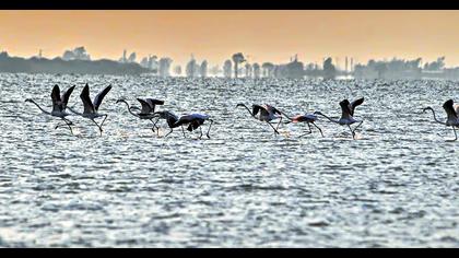 Flamingo