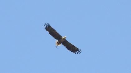 Akkuyruklu kartal