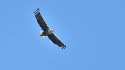 Akkuyruklu kartal